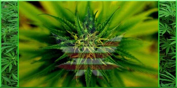 marijuana cannabis pot plant leaf united states