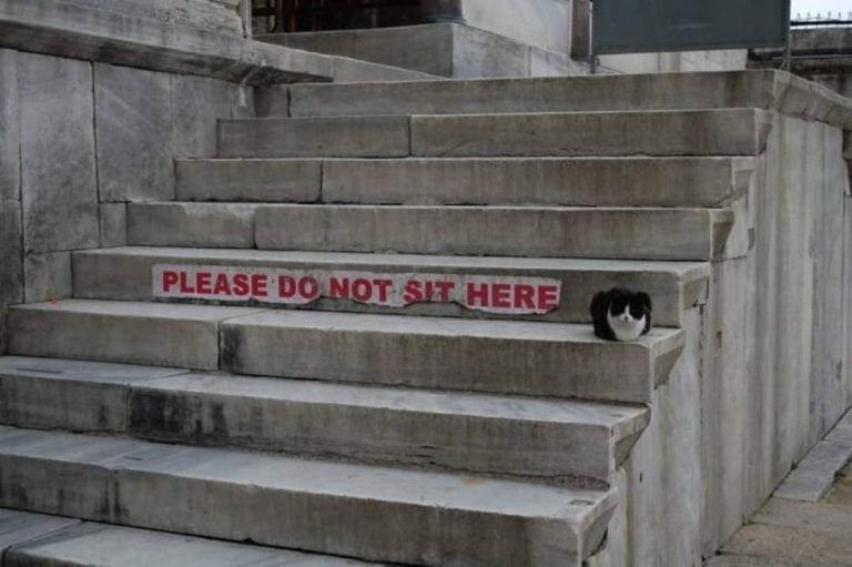 This cat just doesn’t give a damn or play by the rules!